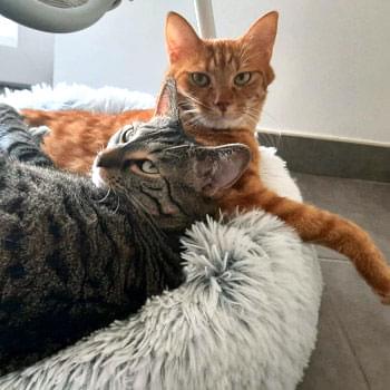 Barney et Kwack