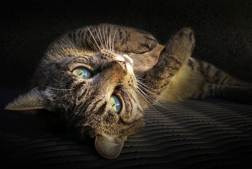Un chat allongé les yeux grands ouverts