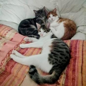 Moustique, Souris et Dudu